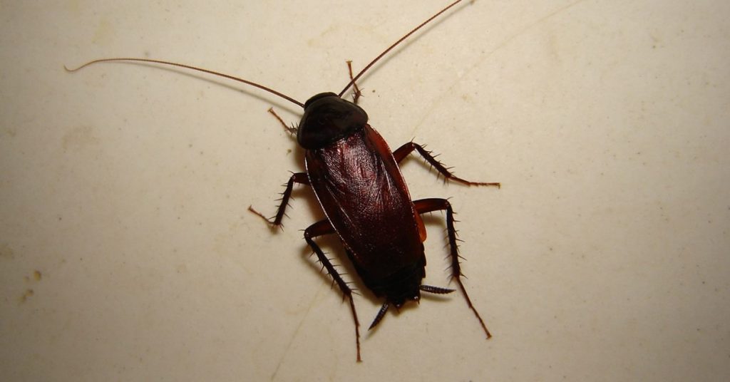 Черный таракан самец