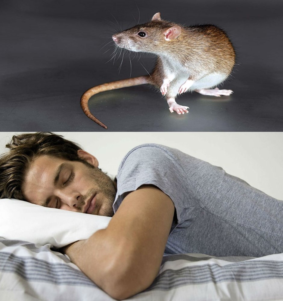 Видеть крысу во сне