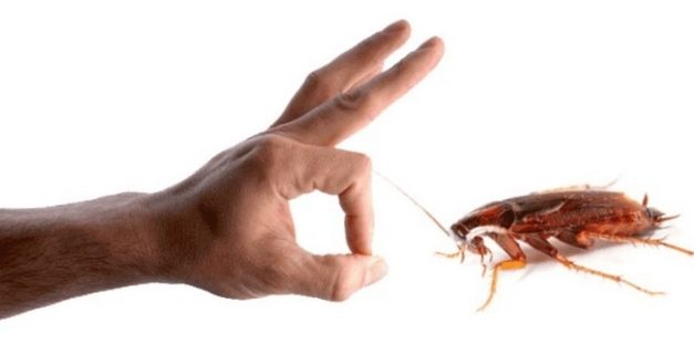 Борьба с тараканами в квартире