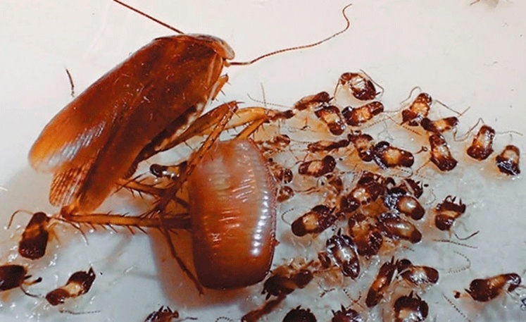Личинки тараканов в квартире